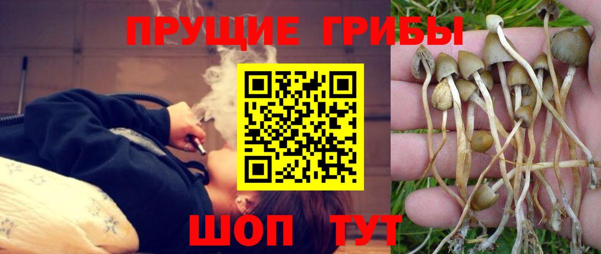 Галлюциногенные грибы прущие грибы  Вход с VPN  Котовск 